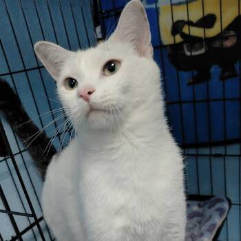 Domestic Short Hair Cats Available for Adoption in Gloucester, Virginia - Flee | PetCurious