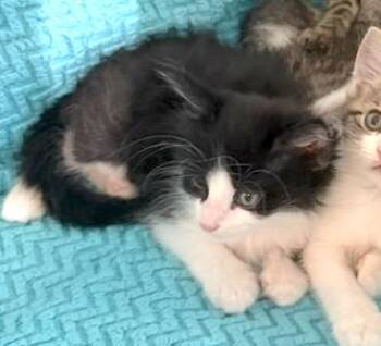 Nick -  Domestic Medium Hair and Tuxedo Cat for Adoption in Houston, Texas - Nick | PetCurious
