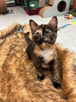 Little Girl -  Tortoiseshell Cat for Adoption in Crystal Lake, Illinois - Little Girl | PetCurious
