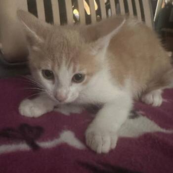 Domestic Short Hair Cats Available for Adoption in Midland, Texas - Coco | PetCurious