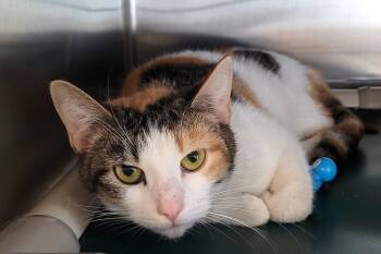 April -  Calico Cat Available for Adoption in New Milford, Connecticut - April | PetCurious