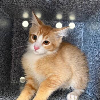 Arch -  Domestic Short Hair Cat for Adoption in Idaho Falls, Idaho - Arch | PetCurious