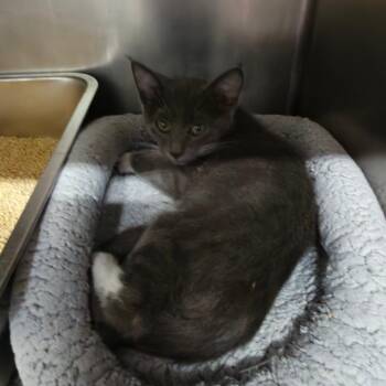Willie Nelson -  Domestic Short Hair Cat for Adoption in Las Vegas, Nevada - Willie Nelson | PetCurious
