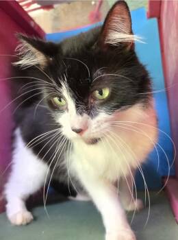Domestic Long Hair Cats Available for Adoption in Silver Springs, Florida - Bentley  | PetCurious
