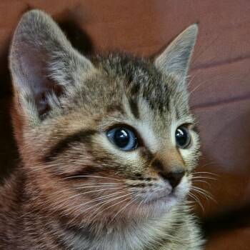 Clover -  Domestic Short Hair Cat for Adoption in Canton, North Carolina - Clover | PetCurious