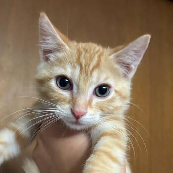Theo -  Domestic Short Hair Cat for Adoption - Theo | PetCurious