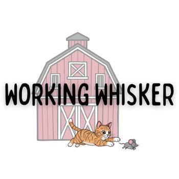 Domestic Short Hair Cats Available for Adoption in Davenport, Iowa - Lost Sea Captain | PetCurious