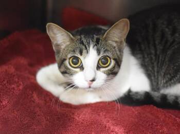 Brindle -  Domestic Short Hair Cat for Adoption in Portland, Oregon - Brindle | PetCurious