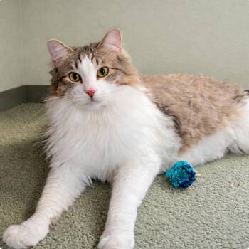 Sprocket -  Domestic Medium Hair Cat for Adoption in Hemet, California - Sprocket | PetCurious