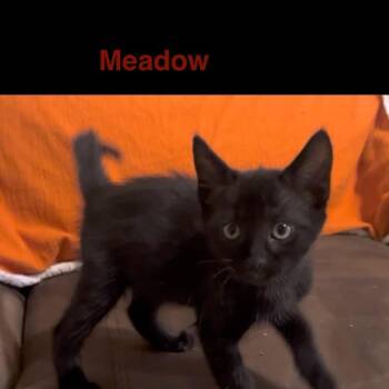 Meadow -  Domestic Short Hair Cat for Adoption in Philadelphia, Pennsylvania - Meadow | PetCurious
