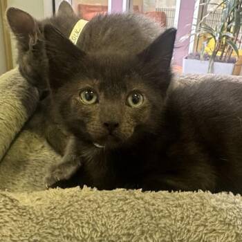 Black Beans -  Domestic Short Hair Cat for Adoption in Walnut Creek, California - Black Beans | PetCurious