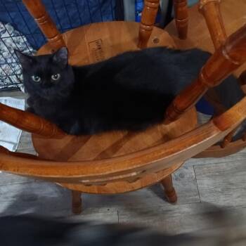 Rescue Domestic Medium Hair Cats for Adoption in Hinesville, Georgia - Saber | PetCurious