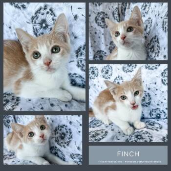 Domestic Short Hair Cats Available for Adoption - Finch | PetCurious
