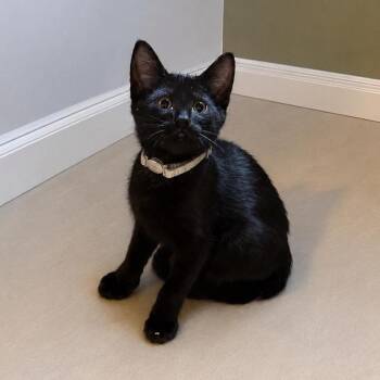 Griffith -  Siamese and Domestic Short Hair Cat Available for Adoption in Plainfield, Illinois - Griffith | PetCurious