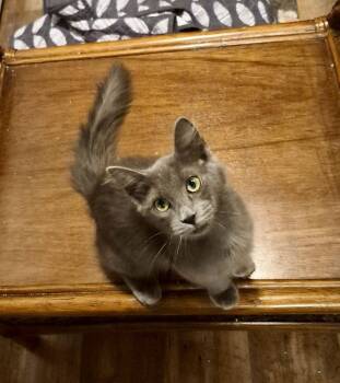 Russian Blue Cats Available for Adoption - Opal | PetCurious