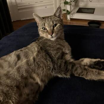 Rebar -  Domestic Short Hair Cat for Adoption in Chicago, Illinois - Rebar | PetCurious