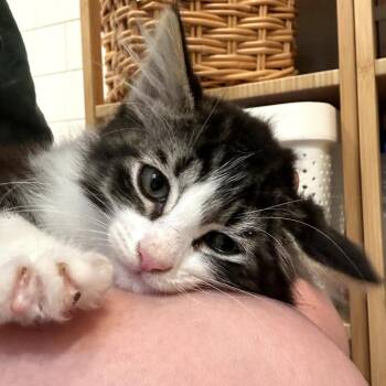 PHINEAS -  Domestic Medium Hair Cat for Adoption in Long Beach, California - PHINEAS | PetCurious