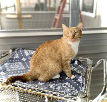 Domestic Short Hair Cats Available for Adoption - Rx | PetCurious