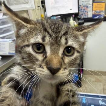 Mariah -  Domestic Short Hair Cat for Adoption in Lake Jackson, Texas - Mariah | PetCurious