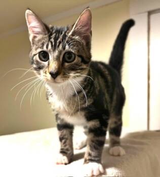 Rescue Domestic Short Hair Cats for Adoption in Morton Grove, Illinois - Oswald | PetCurious