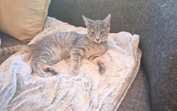 Cosmo -  Tabby Cat for Adoption in Lewis Center, Ohio - Cosmo | PetCurious