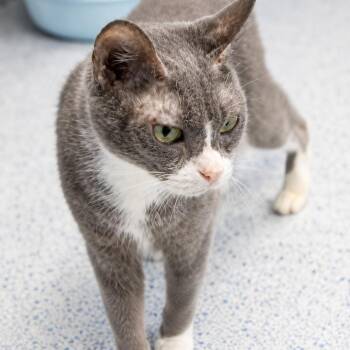 Domestic Short Hair Cats Available for Adoption in Stafford, Virginia - Sprinkles | PetCurious
