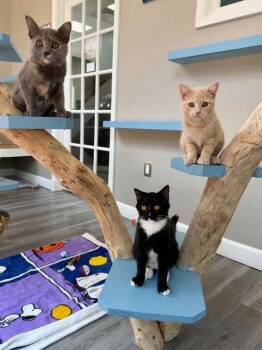Buffy -  American Bobtail Cat for Adoption in Reston, Virginia - Buffy | PetCurious
