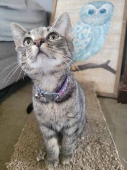 Maddock -  Domestic Short Hair Cat for Adoption in Lorain, Ohio - Maddock | PetCurious