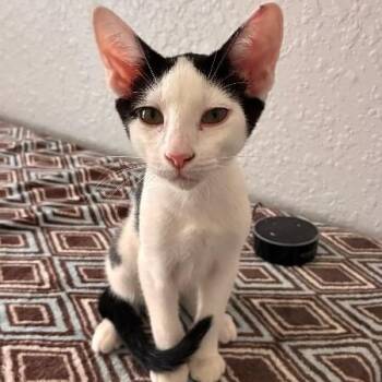 Rory Rowan -  Tuxedo and Domestic Short Hair Cat for Adoption in Friendswood, Texas - Rory Rowan | PetCurious