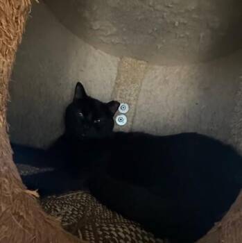 Modelo -  Domestic Short Hair Cat for Adoption in West Warwick, Rhode Island - Modelo | PetCurious