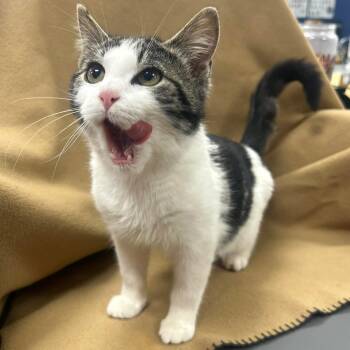 Domestic Short Hair and Tabby Cats Available for Adoption - TOMMY | PetCurious