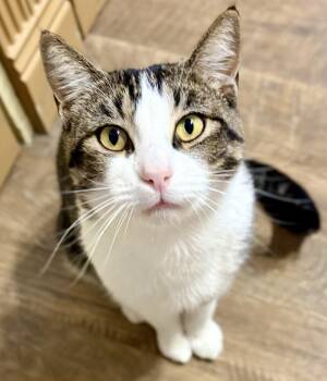 Rescue Domestic Short Hair Cats for Adoption in Prescott, Arizona - WINSTON | PetCurious