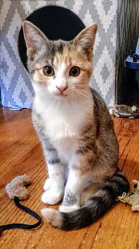 Rescue Dilute Calico Cats for Adoption in Livonia, Michigan - C302 Litter Princess Aurora | PetCurious