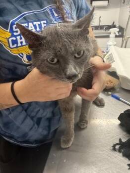 Linus -  Domestic Short Hair Cat for Adoption in West Chester, Pennsylvania - Linus | PetCurious