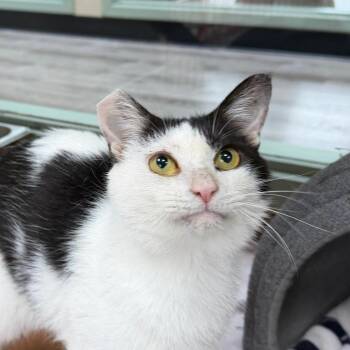 Marco -  Domestic Short Hair Cat for Adoption in State College, Pennsylvania - Marco | PetCurious