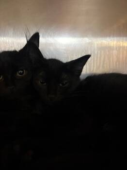 Pasquel -  Domestic Short Hair Cat for Adoption in Cincinnati, Ohio - Pasquel | PetCurious
