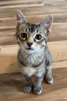 Gertie -  Domestic Short Hair Cat for Adoption in Fort Collins, Colorado - Gertie | PetCurious