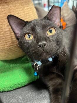 Magnum (Blue Collar) -  Domestic Short Hair Cat for Adoption in Augusta, Georgia - Magnum (Blue Collar) | PetCurious