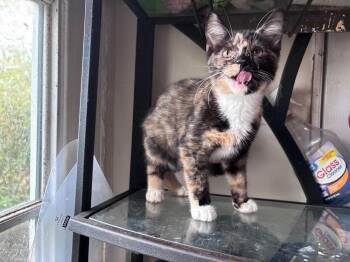 Flitterboom -  Domestic Short Hair Cat for Adoption in Milton, Delaware - Flitterboom | PetCurious