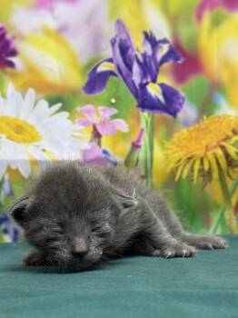 Domestic Short Hair Cats Available for Adoption in San Antonio, Texas - Rose | PetCurious