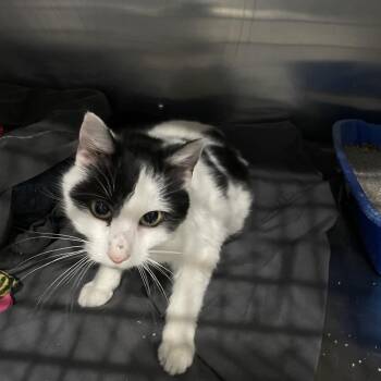 Toes -  Domestic Short Hair Cat for Adoption in Fairmont, West Virginia - Toes | PetCurious