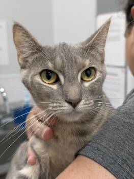 Zora -  Domestic Short Hair Cat for Adoption in Denham Springs, Louisiana - Zora | PetCurious