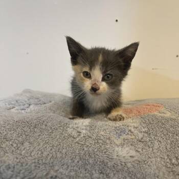 Aurora -  Domestic Short Hair Cat for Adoption in Glenwood, Minnesota - Aurora | PetCurious