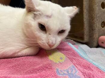 Aziza -  Domestic Short Hair Cat for Adoption in Raleigh, North Carolina - Aziza | PetCurious