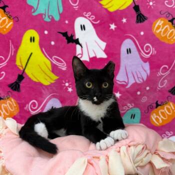Stargazer -  Domestic Short Hair Cat for Adoption in Riverwoods, Illinois - Stargazer | PetCurious
