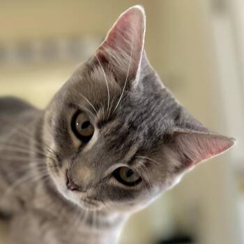 Venus -  Domestic Short Hair Cat for Adoption in Cumming, Georgia - Venus | PetCurious