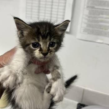 Domestic Short Hair Cats Available for Adoption in St. Louis, Missouri - Diamonte | PetCurious