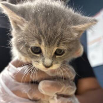 Tia -  Domestic Short Hair Cat for Adoption in Newark, New Jersey - Tia | PetCurious