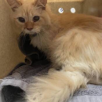 Domestic Medium Hair Cats Available for Adoption in Pasadena, California - Seattle | PetCurious