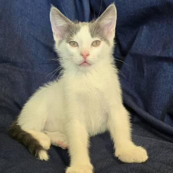 Chowder -  Domestic Short Hair Cat for Adoption in Bentonville, Arkansas - Chowder | PetCurious